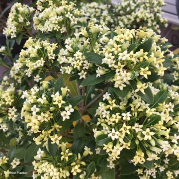 Pittosporum Green Mound