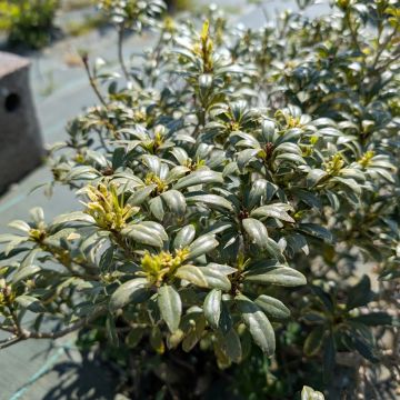 Pittosporum heterophyllum - Oranger de Chine
