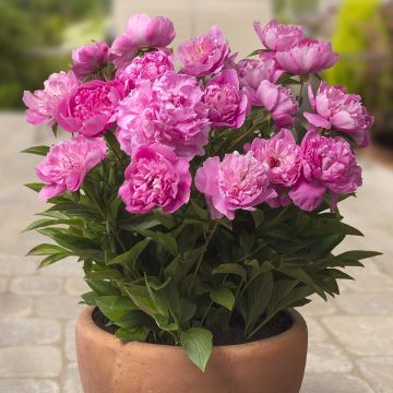 Pivoine Early Scout