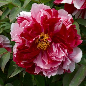 Pivoine arbustive Cai Hui - Paeonia suffruticosa