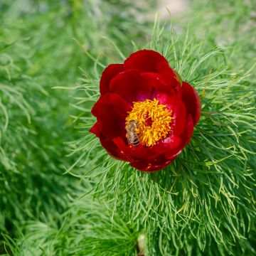 Pivoine Botanique tenuifolia