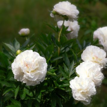 Pivoine lactiflora Mother's Choice
