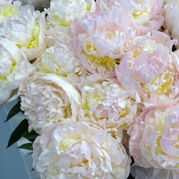 Pivoine lactiflora Chiffon Parfait 