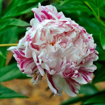 Pivoine lactiflora Chiffon Parfait 