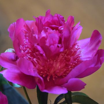 Pivoine lactiflora Madame Emile Debatène