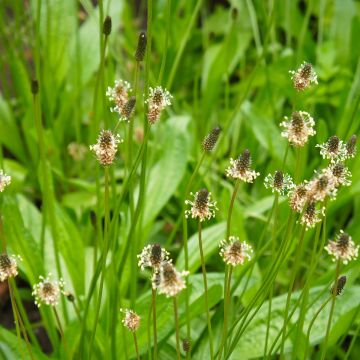 Plantain lancéolé Bio - Ferme de Sainte Marthe