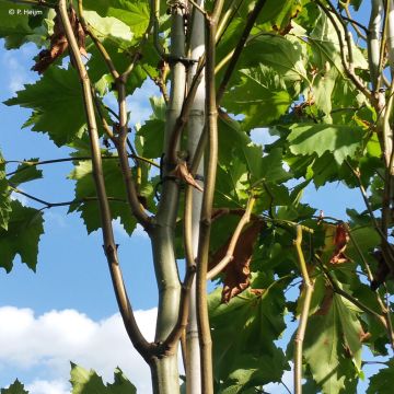 Platanus x hispanica Malburg - Platane 