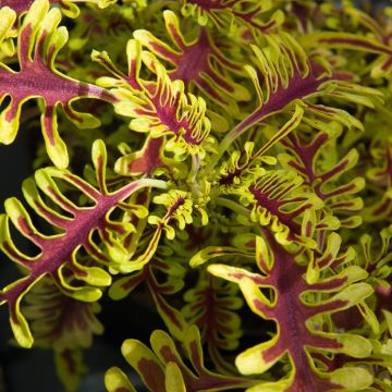 Coleus Limewire