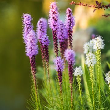 Plume du Kansas ou Liatris spicata Floristan Kobold