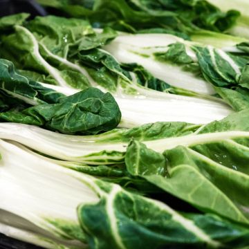 Poirée verte à carde blanche 3 race B - Bette à cardes