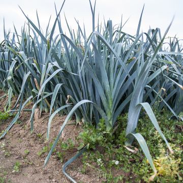 Poireau Bleu de Solaise - Allium porrum   
