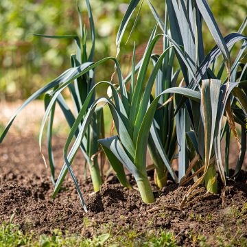 Poireau d'Hiver Saint Victor Bio - Ferme de Sainte Marthe