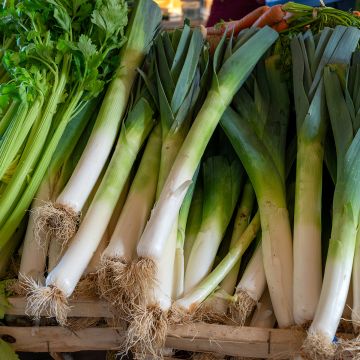 Poireau Géant de Suisse Hilari