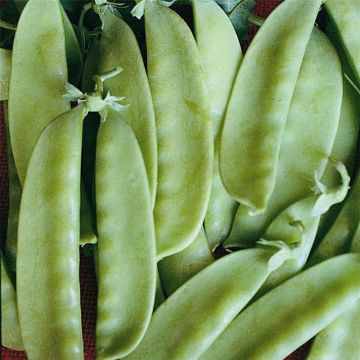 Pois Caroubel NT - Ferme de Ste Marthe