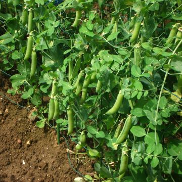 Pois à rames grains ridés Vada - Pisum sativum