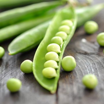 Pois nain à grain rond Primavil - Création Vilmorin