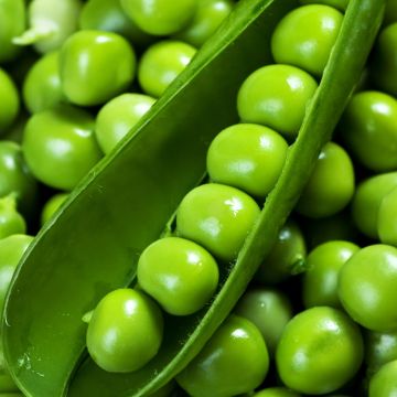 Pois nain à grain ridé Télévision - Création Vilmorin