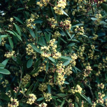 Poivre de Tasmanie - Drimys aromatica