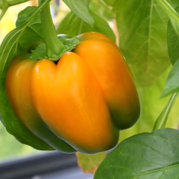 Poivron Ariane F1 - Piment à saveur douce