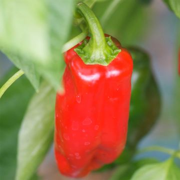 Poivron Marconi Rosso AB - Ferme de Ste Marthe