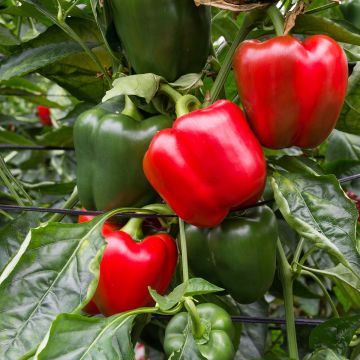 Poivron Quadrato d'Asti Giallo - Gros carré doux - Capsicum annuum