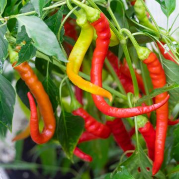 Poivron Sigaretta di Bergamo Bio - Ferme de Sainte Marthe