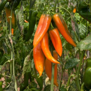 Poivron Tequila Sunrise Bio - Ferme de Sainte Marthe