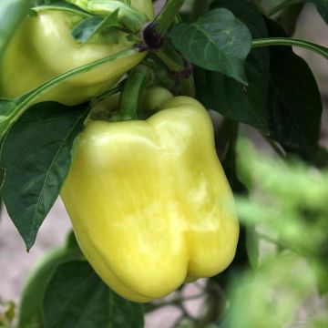 Poivron White Bell NT - Ferme de Ste Marthe