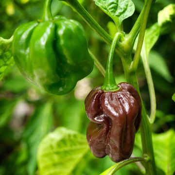 Poivron mini Chocolate Bell NT - Ferme de Sainte Marthe