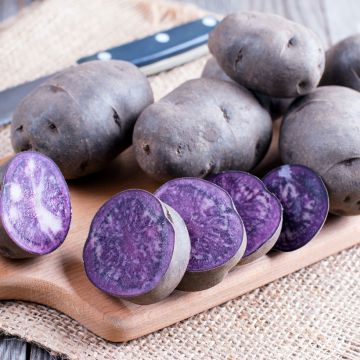 Pommes de terre Ulysse Bio en plants - Solanum Tuberosum