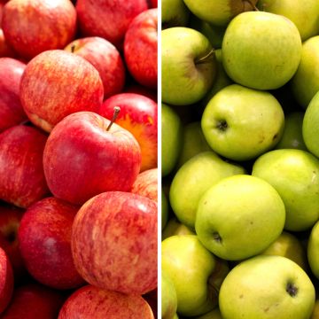 Pommier Gala - Malus domestica