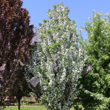Pommier d'ornement - Malus Red Sentinel