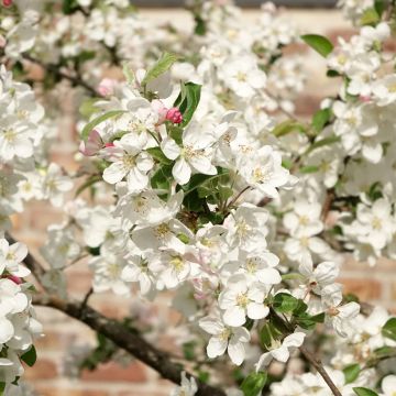 Pommier d'ornement - Malus Perpetu Evereste