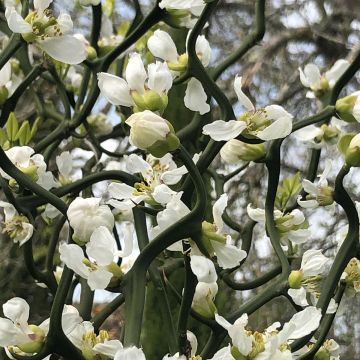 Poncirus trifoliata Flying Dragon - Citronnier épineux