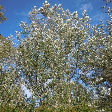 Peuplier blanc Nivea - Populus alba Nivea