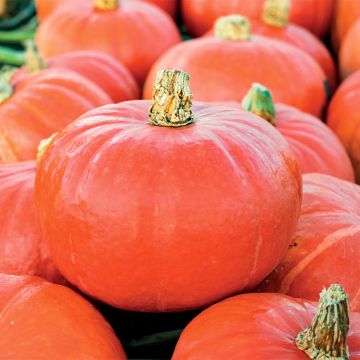 Potiron Potimarron Uchiki Kuri BIO