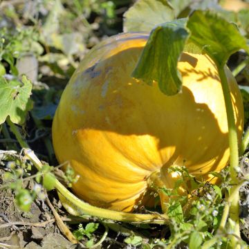 Potiron Giraumon Gele Reuzen - Cucurbita maxima