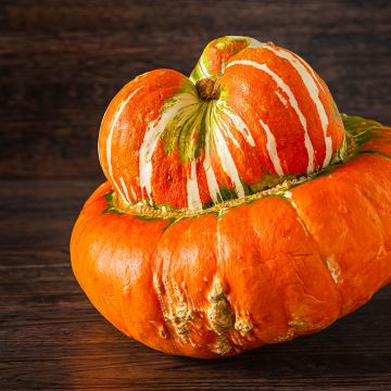 Potiron Giraumon Turban - Cucurbita maxima