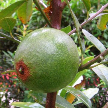 Psidium cattleianum - Goyavier de Cattley ou de Chine