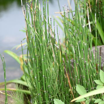 Prêle d'hiver - Equisetum hyemale