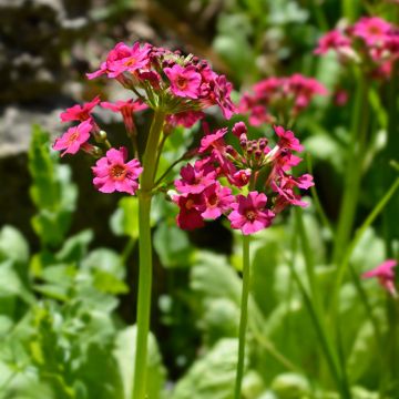 Primevère, Primula japonica