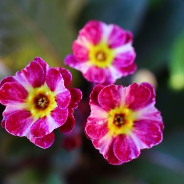 Primevère hybride Dark Rosaleen - Primula