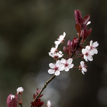 Prunier à fleurs - Prunus cerasifera Atropurpurea