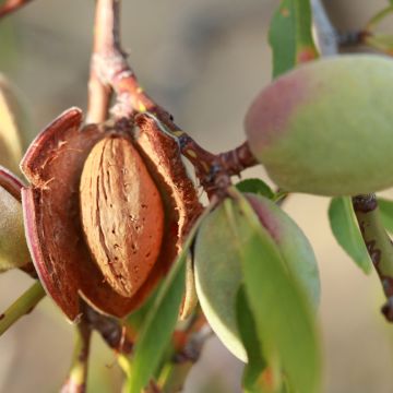 Amandier - Prunus dulcis Buisson en pot de 4l/5l