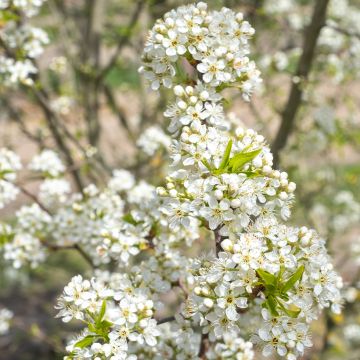 Prunus mahaleb - Bois de sainte Lucie