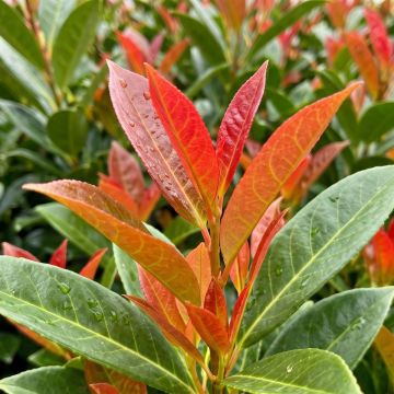Laurier cerise - Prunus laurocerasus Obelisk