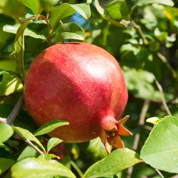 Grenadier à fruits - Punica granatum Black Fruit