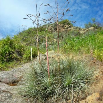 Puya coerulea - Fleur des Andes
