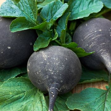 Radis Noir Gros Rond d'Hiver - Raphanus sativus