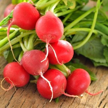 Radis Rond Jolly - Raphanus sativus var. sativus